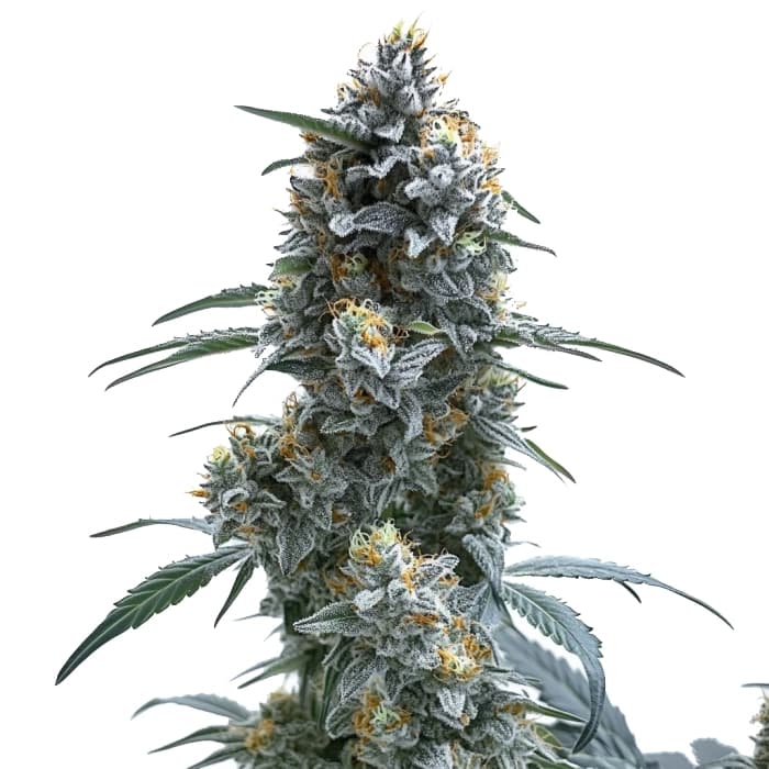Trainwreck Autoflower Seeds
