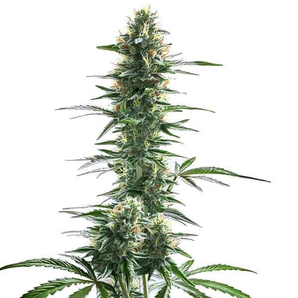 Trainwreck Fast Version Seeds