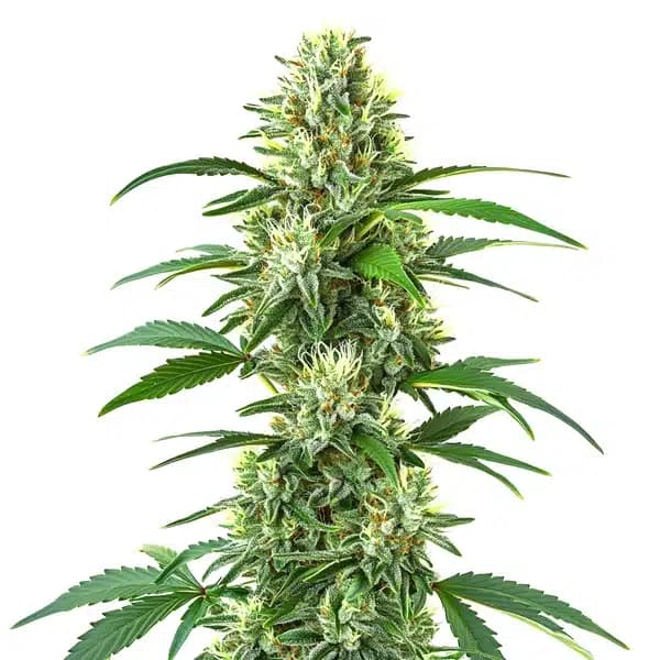 Triangle Kush Regular Seeds