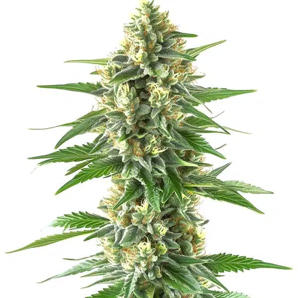 Triangle Kush Seeds