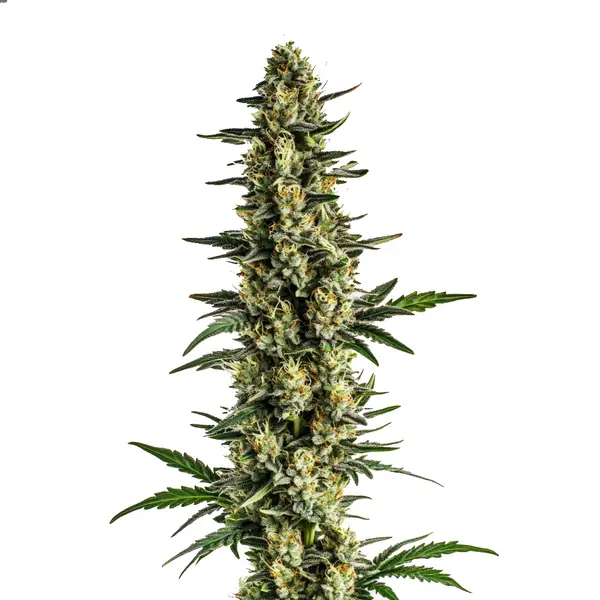 Triple XL Auto Seeds