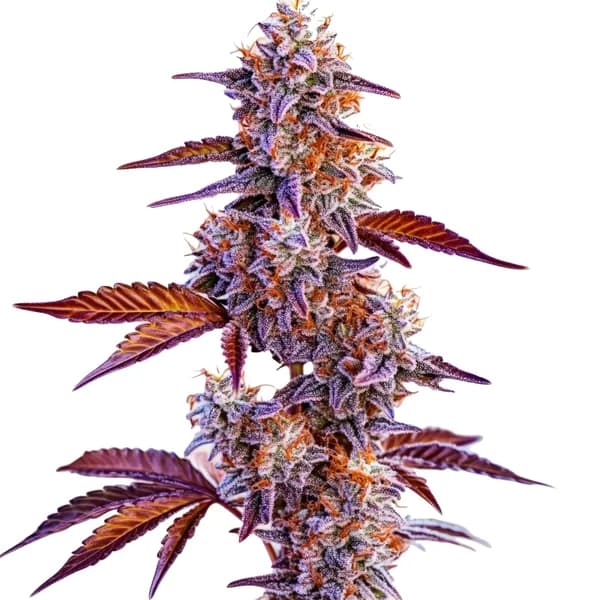 Trop Cherry Seeds