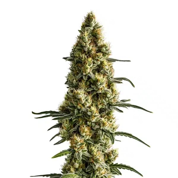 Tropi BCN x Pineapple Sherbet Regular Seeds