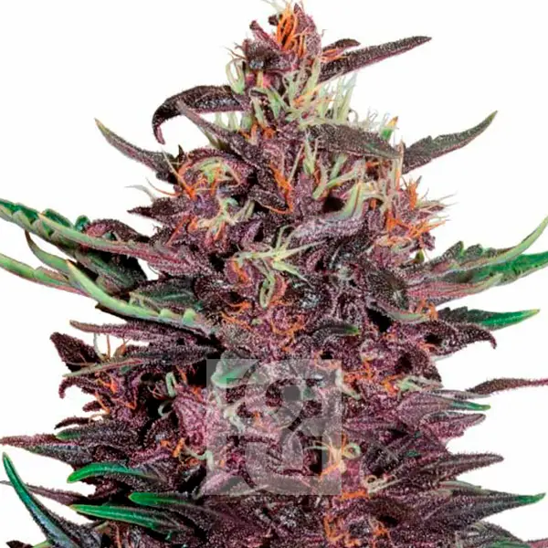 Tropicana Cherry Cannabis Extraction Seeds