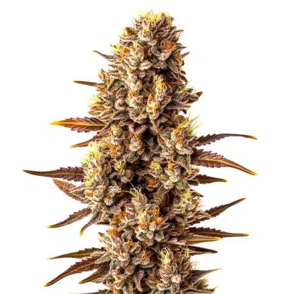 Tropicana Cookies Fast Version Seeds