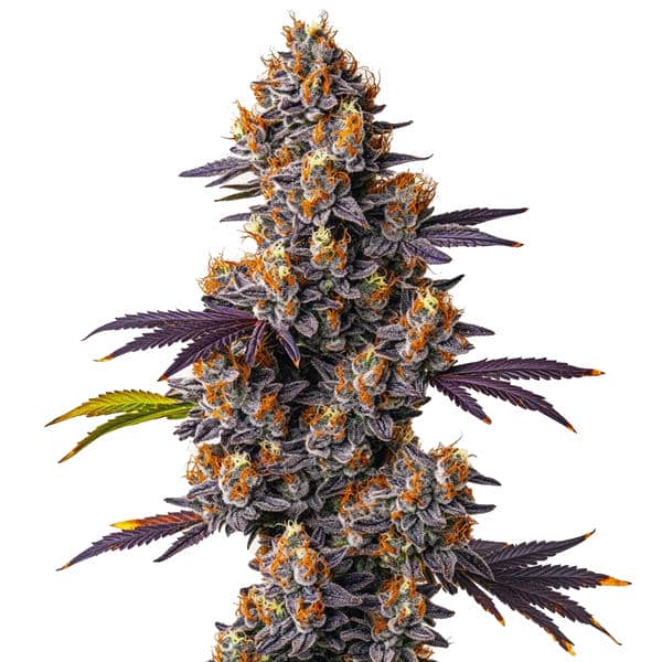 Tropicana Cookies Purple Seeds