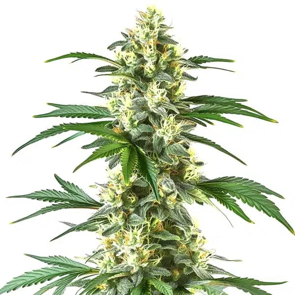True OG Seeds