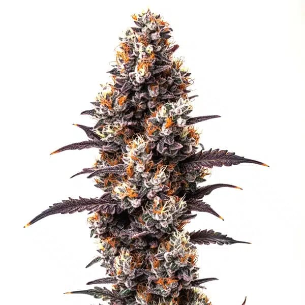 Ultra Violet OG Seeds