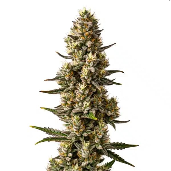 Velvet Lushers Seeds