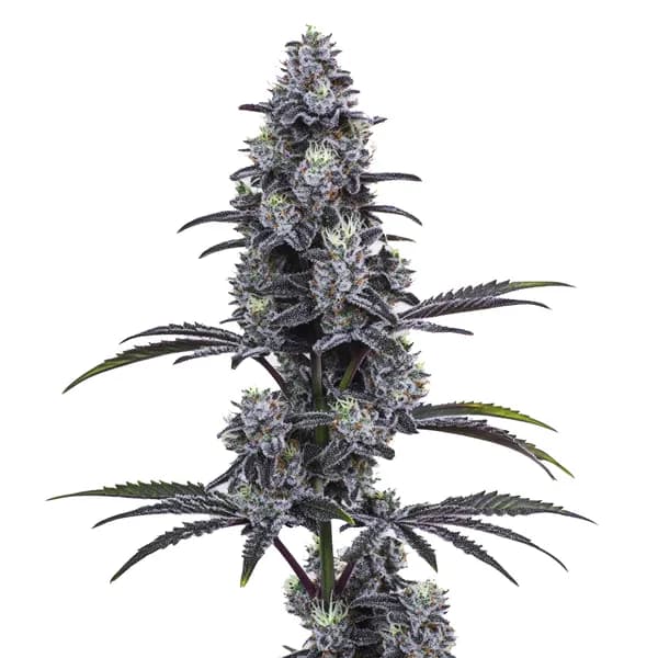 Vice City Seeds