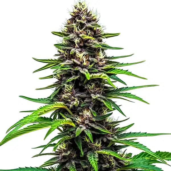 Watermelon F1 Seeds
