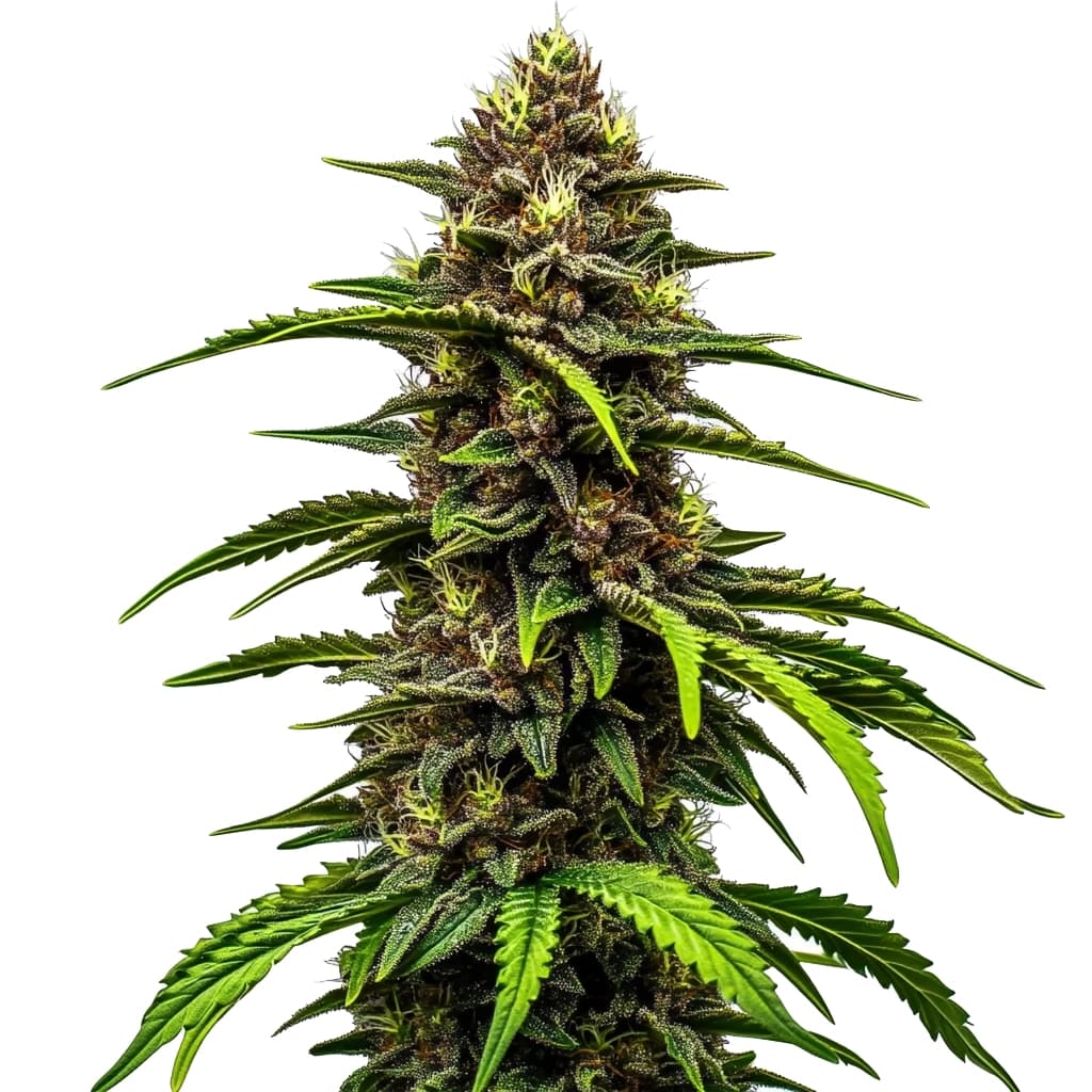 Watermelon Autoflower Seeds