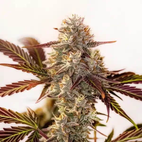 Watermelon Z OG Autoflower Seeds
