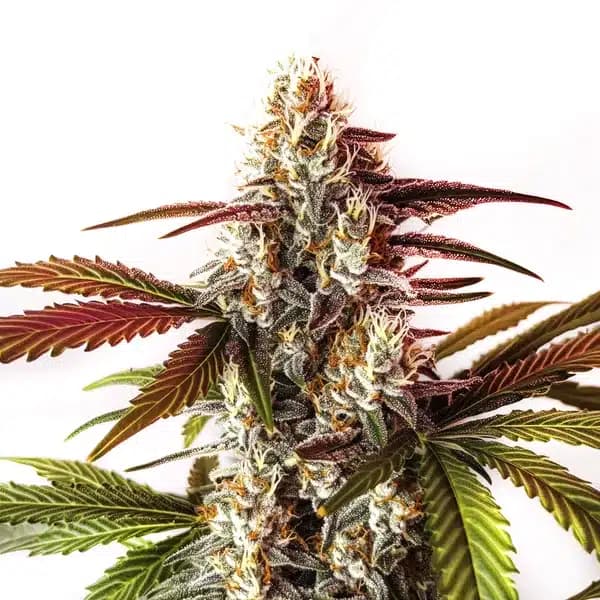 Watermelon Z OG Fast Version Seeds