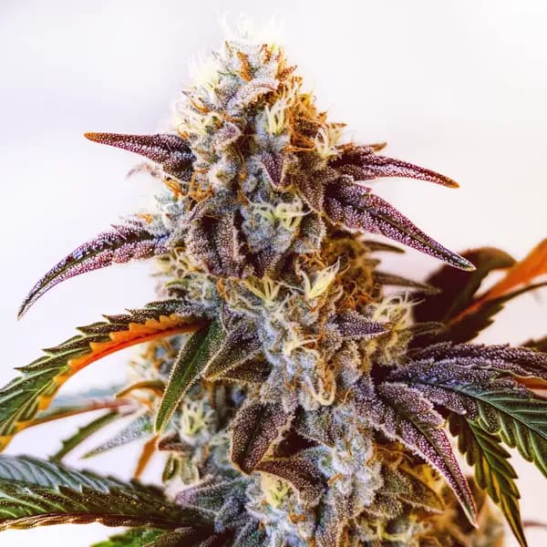 Watermelon Z OG Seeds