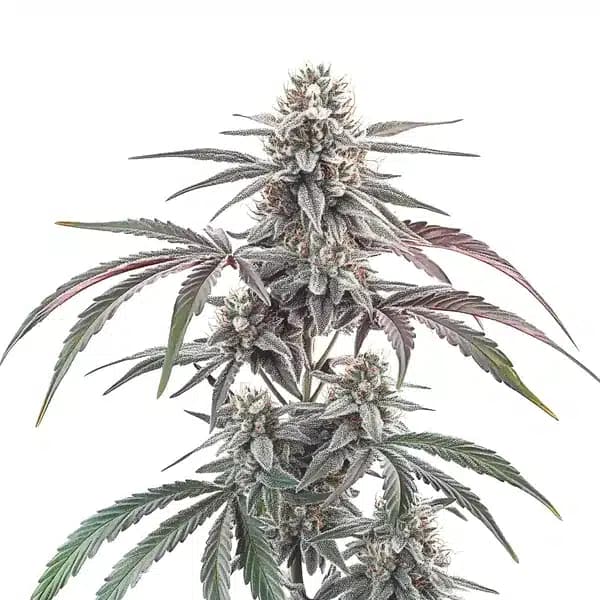 Wedding Cake Regular Seeds