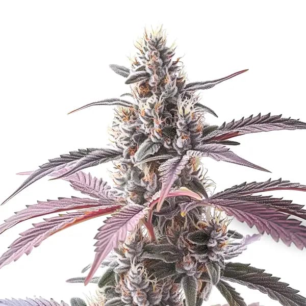 Wedding Cake x Animal Mints Seeds