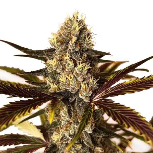 Wedding Cake x Do-Si-Dos Seeds