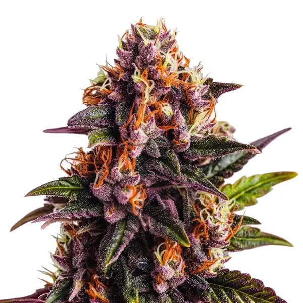 Wedding Cake x Forbidden Fruit Seeds