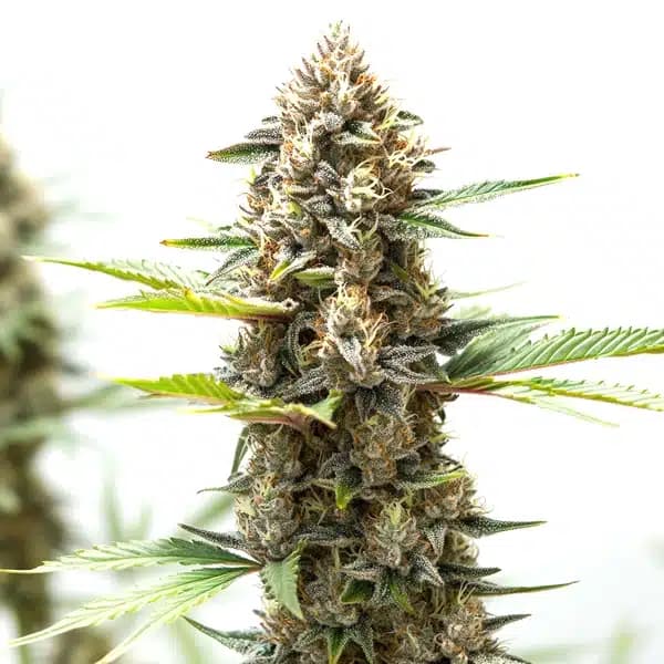 Wedding Cake x Z OG Autoflower Seeds