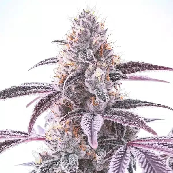 Wedding Crasher F1 Seeds