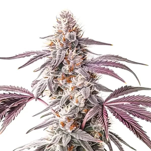 Wedding Crasher Seeds