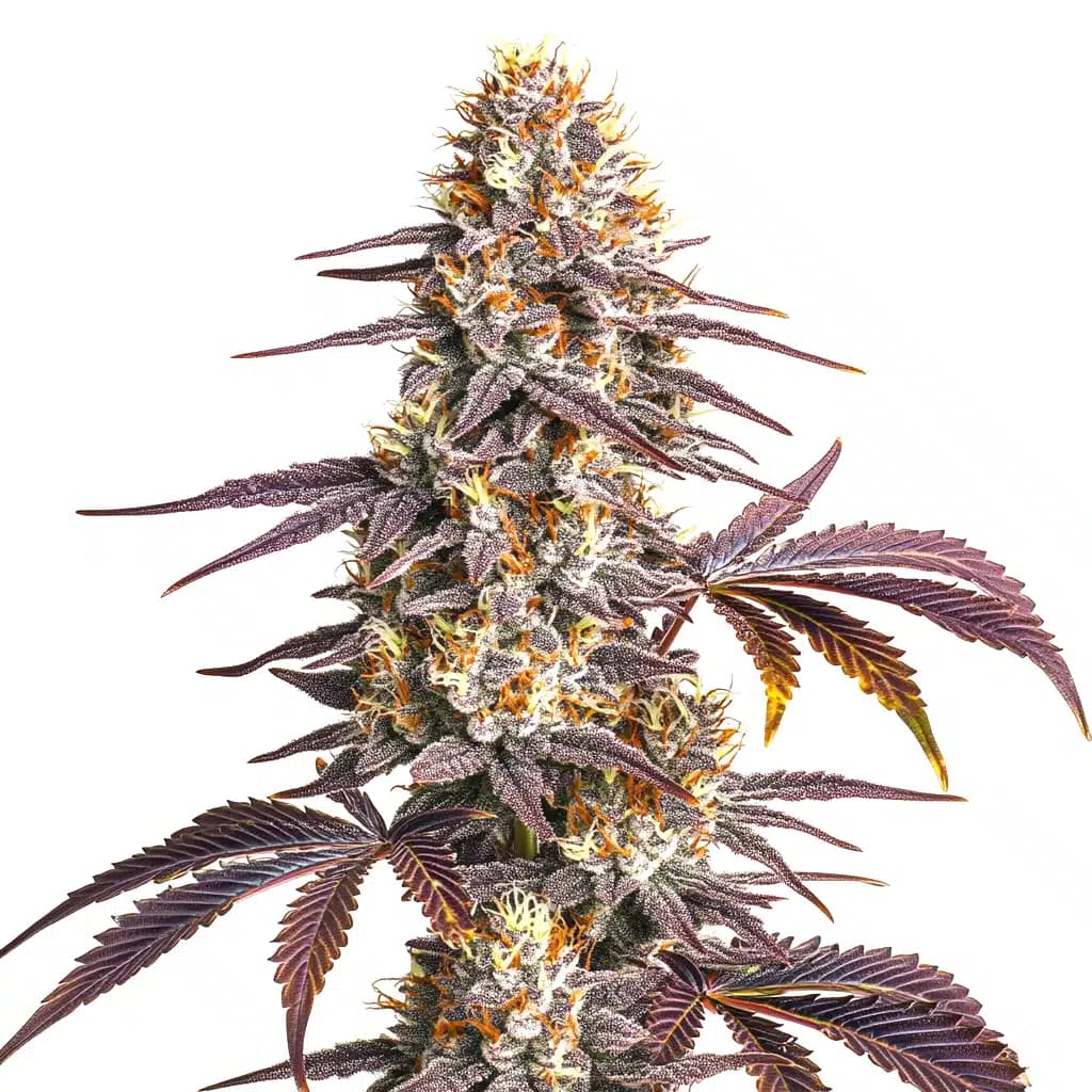 Whale Breath Seeds