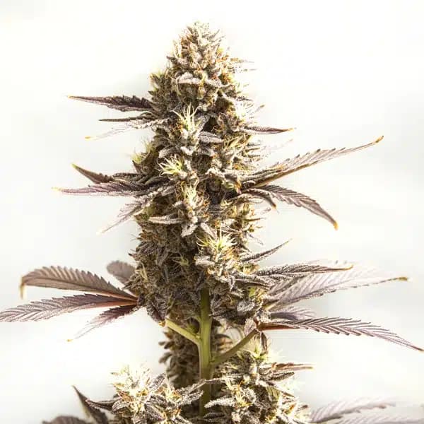 Whiskey Zulu Autoflower Seeds
