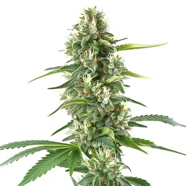White Amnesia Seeds
