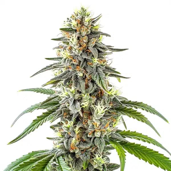 White Fire OG Seeds