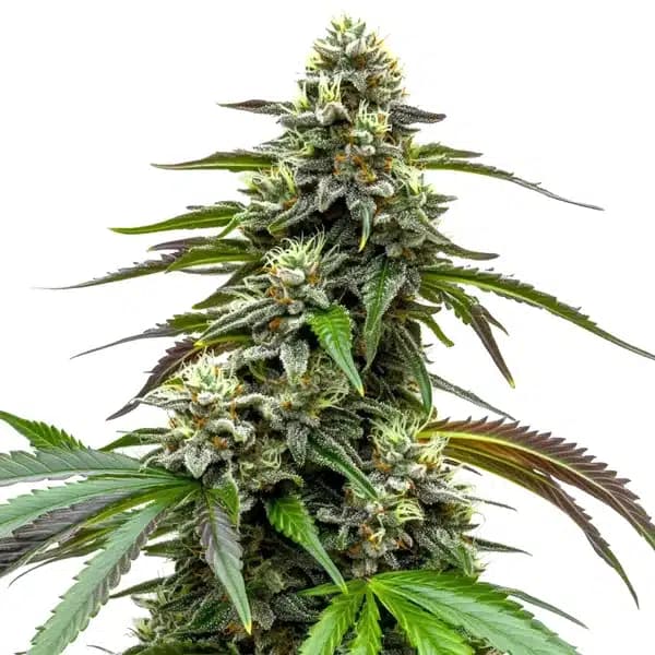 White LSD Auto Seeds