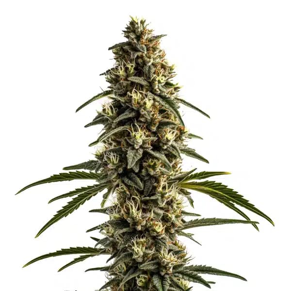 White OG Kush Seeds