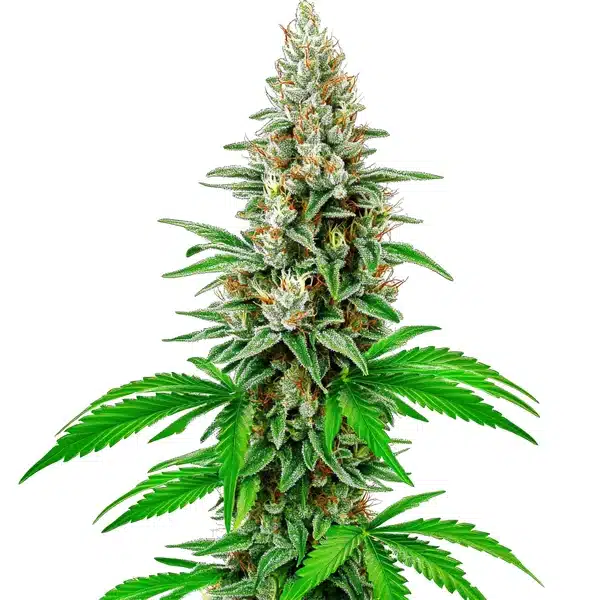 White Rhino Auto Seeds