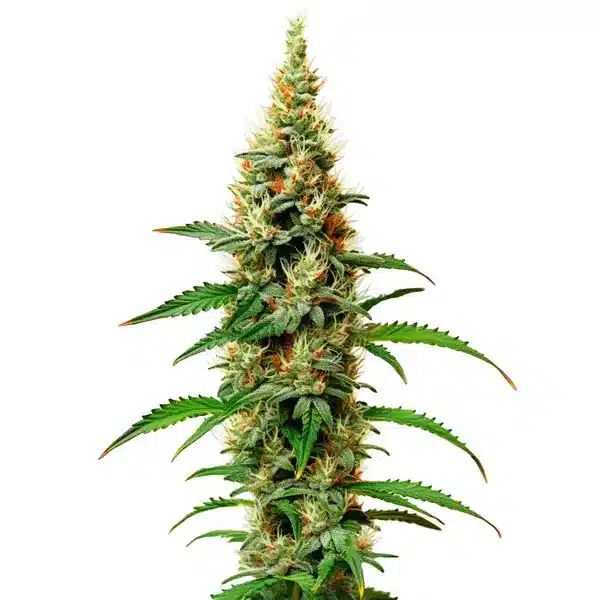 White Rhino Seeds