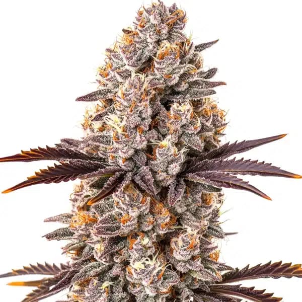 White Runtz Cannabis Extraction Seeds