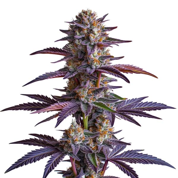 White Runtz Seeds