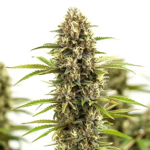White Russian F1 Seeds