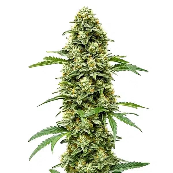 White Russian Fast Version Seeds