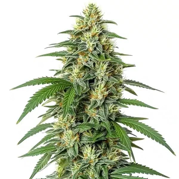White Widow F1 Seeds