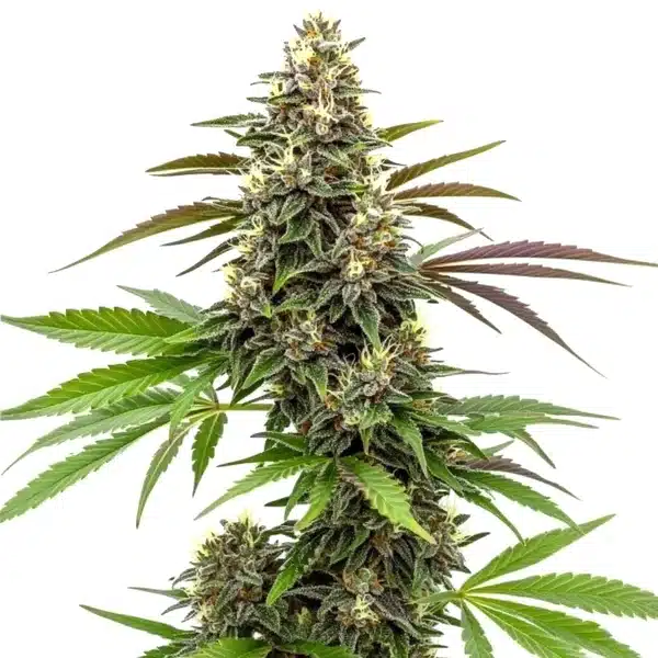 White AK 47 Seeds