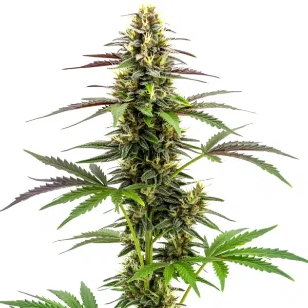 White Widow x Ak47 Fast Version Seeds