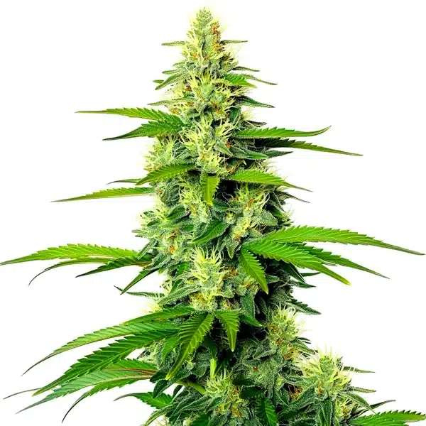 White Widow x California Snow Auto Seeds