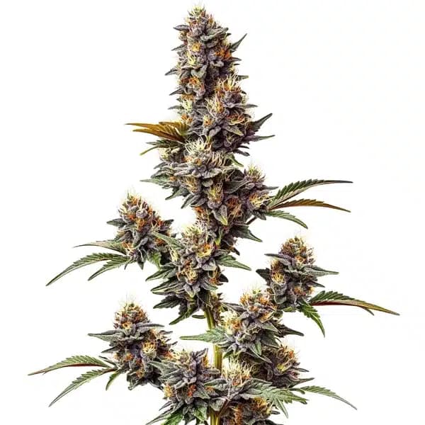 White Widow x Crystal Meth Auto Seeds