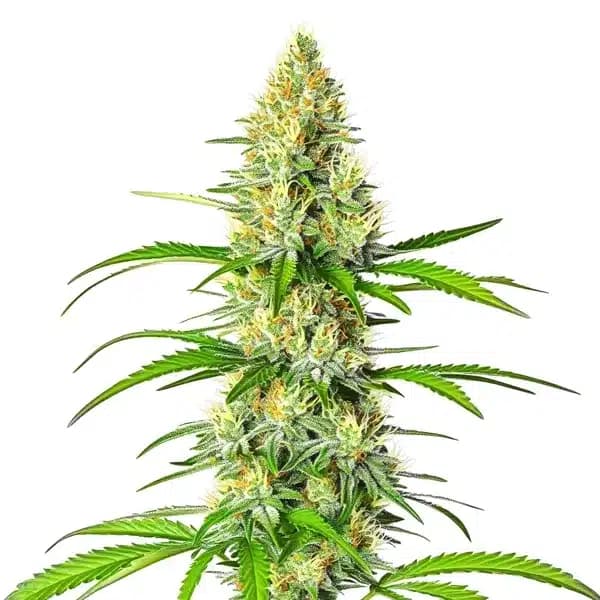 White Widow x Northern Lights Seeds