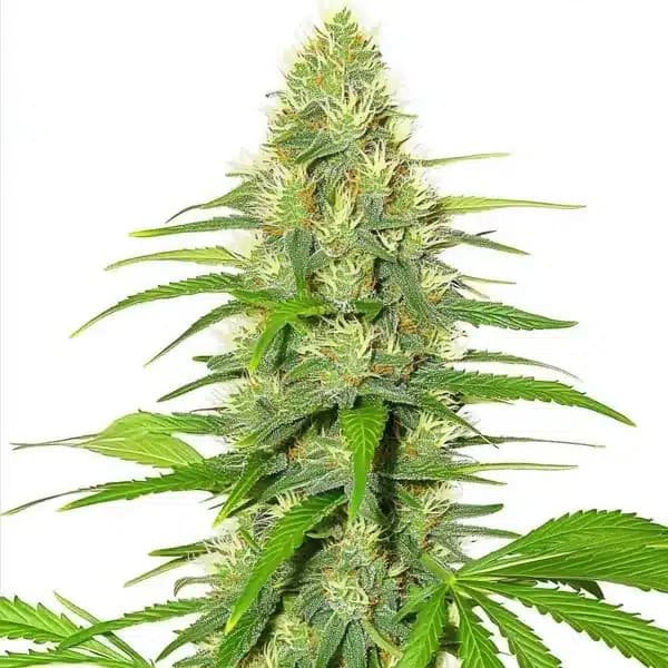 White Widow Seeds