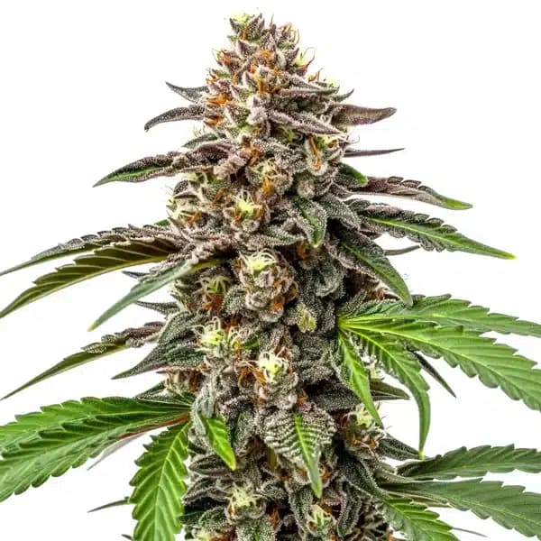 Whitethorn Rose x Ooze Extraction Seeds