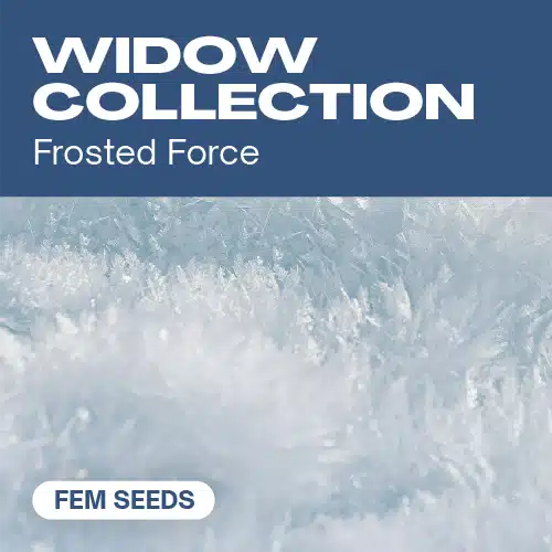 Widow Collection Seeds