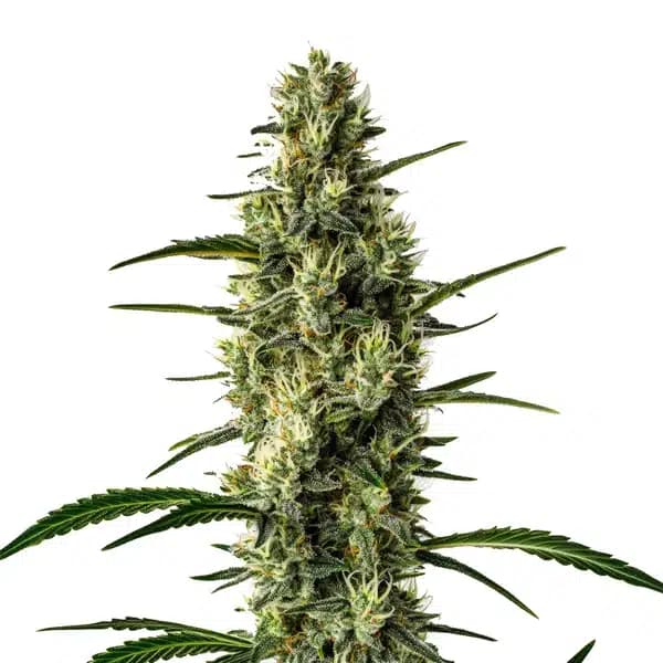 Wild Thai Seeds