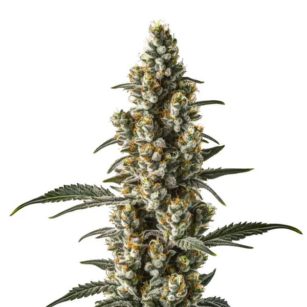 Wild Thailand Ryder Auto Seeds