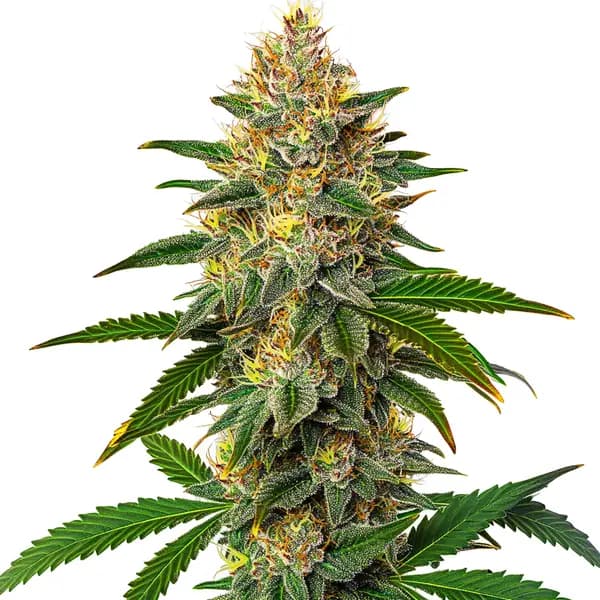 Willie Nelson Seeds